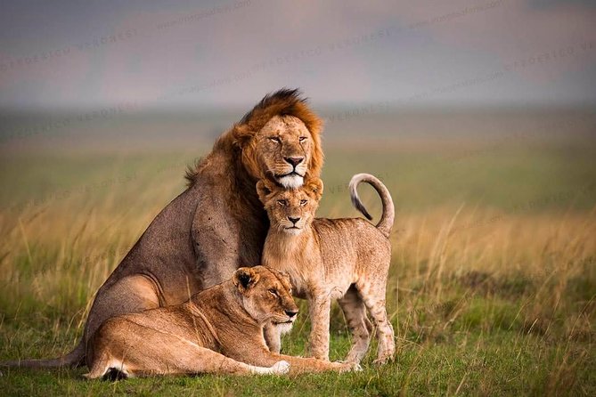 3-Day Maasai Mara Guided Safari From Nairobi - What the $246.58 price really buys