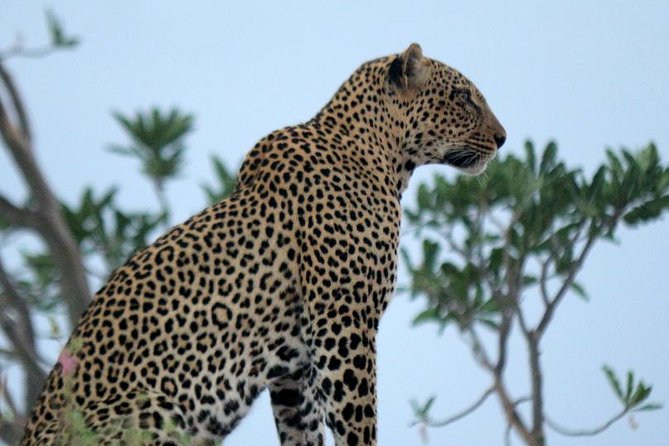 3-Day Maasai Mara Guided Safari From Nairobi - Day 2: The full game-drive day in Maasai Mara