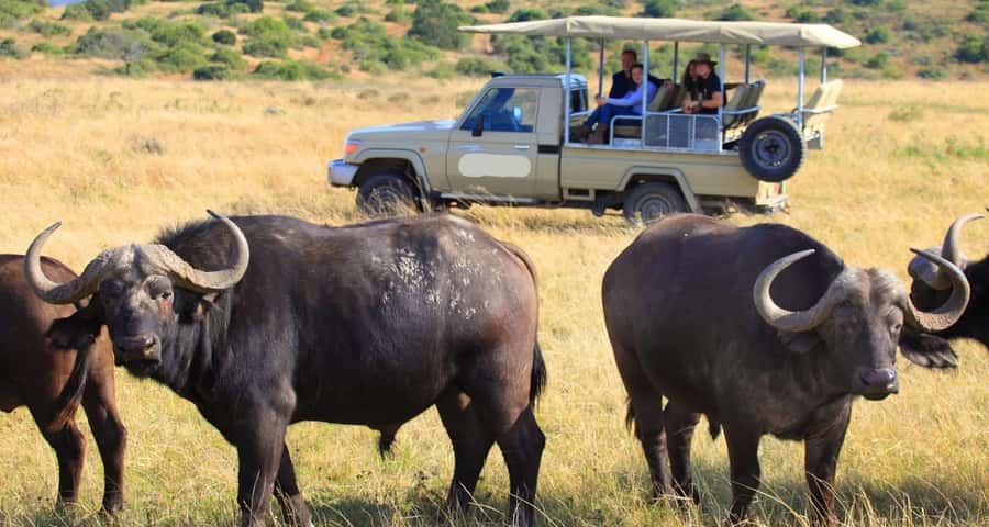 3-Day Maasai Mara Joining Safari at Enkorok Luxury Camp - Enkorok Camp or Sopa Lodge: what to expect
