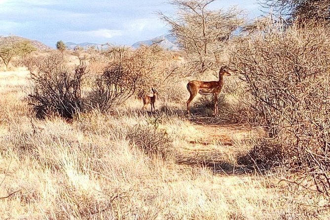 3 Day Maasai Mara & Migration safari - A full day among lions, cheetahs, and elephants