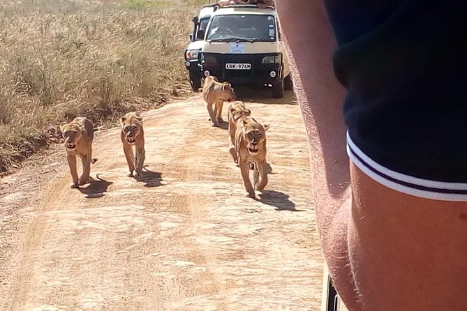 3 Day Maasai Mara & Migration safari - What the shared vehicle means for your safari