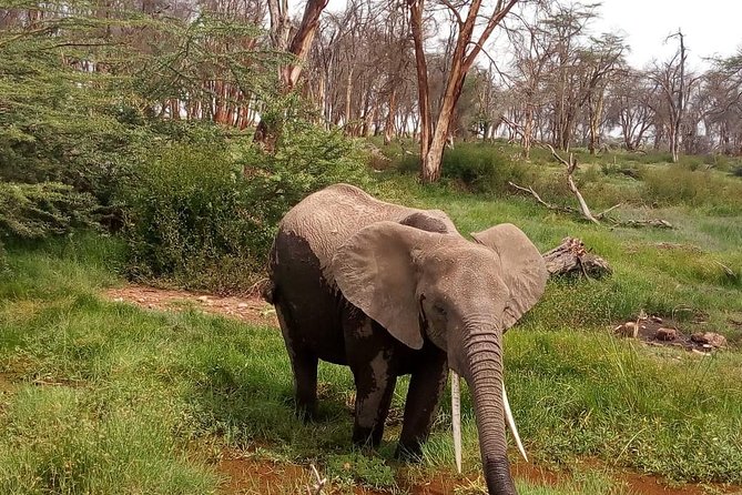 3 Day Maasai Mara & Migration safari - Leaving Nairobi at 7:30 in the morning
