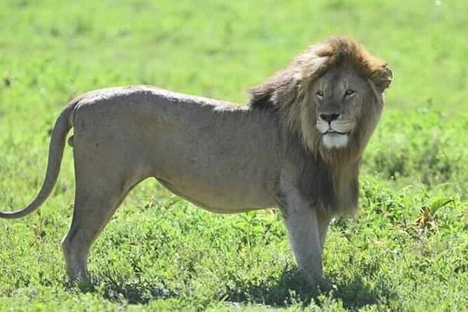 3-Day Maasai Mara Safari Tour in a 4 x4 Land Cruiser Jeep - Key points to know before booking