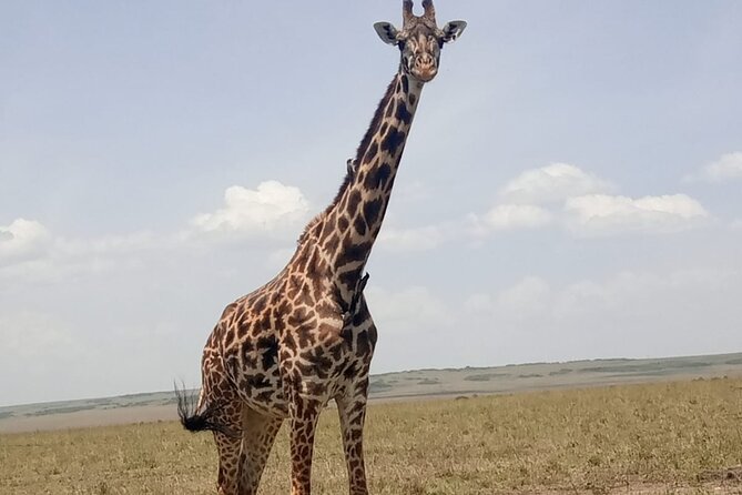 3-Day Maasai Mara Safari Tour in a 4 x4 Land Cruiser Jeep - A three-day route built around Maasai Mara