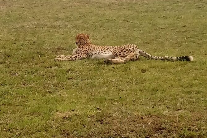 3-Day Maasai Mara Safari Tour in a 4 x4 Land Cruiser Jeep - A full day around the Mara River