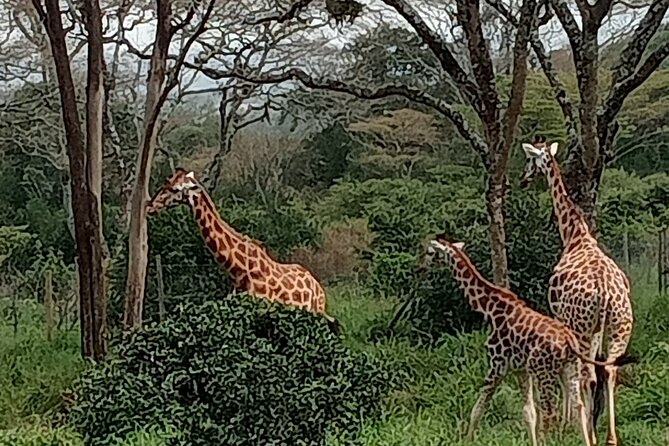 3-Day Maasai Mara Safari Tour in a 4 x4 Land Cruiser Jeep - The return to Nairobi and optional village visit