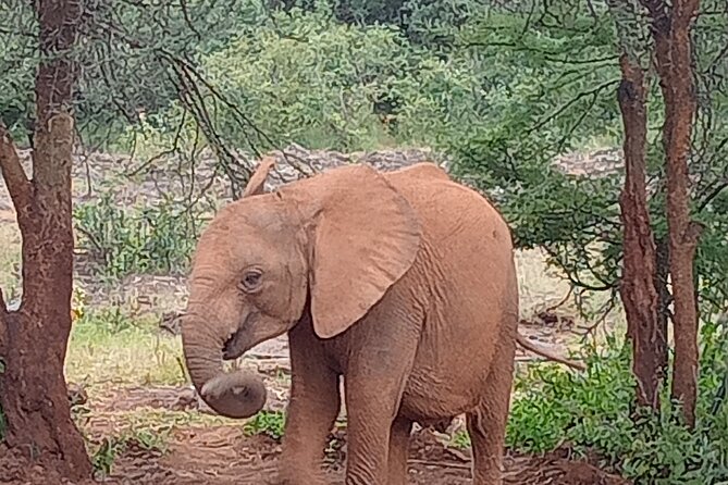 3-Day Maasai Mara Safari Tour in a 4 x4 Land Cruiser Jeep - Is $520 good value?