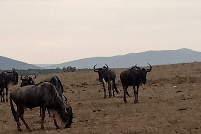 3-Day Maasai Mara Safari Tour in a 4 x4 Land Cruiser Jeep - Leaving Nairobi for the Great Rift Valley