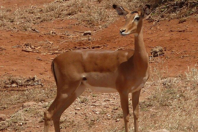 3 Day Maasai Mara Shared Safari In a Safari Van - The full Maasai Mara day and the search for the Big Five