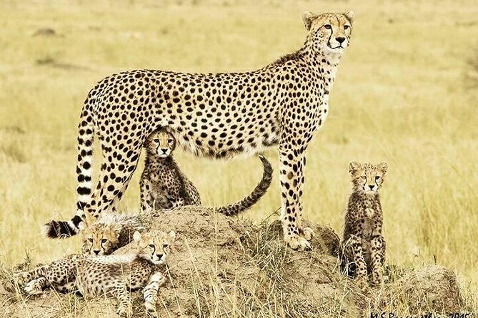 3 Day Maasai Mara Shared Safari In a Safari Van - What $219 buys, and what it does not