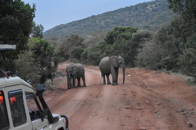 3 Day Maasai Mara Shared Safari In a Safari Van - Who will get the most from this safari