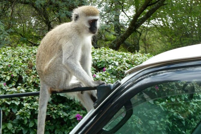 3 Day Maasai Mara Shared Safari In a Safari Van - Practical details that affect your decision
