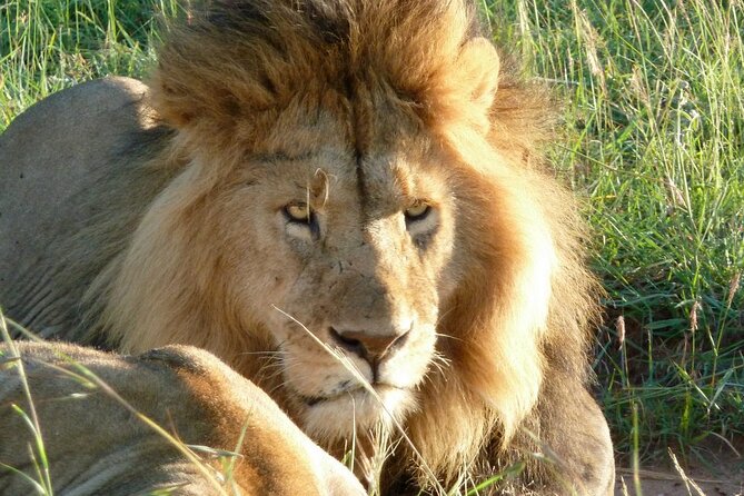 3 Day Maasai Mara Shared Safari In a Safari Van - What the private tent actually provides