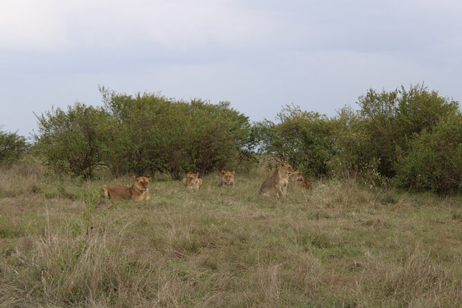 3-Day Maasai Mara Sharing Safari in a 4x4 Land Cruiser Jeep - Day two: a full day beside the Mara River