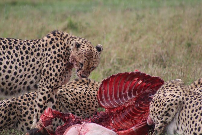 3-Day Maasai Mara Sharing Safari in a 4x4 Land Cruiser Jeep - What the Land Cruiser means on rough tracks