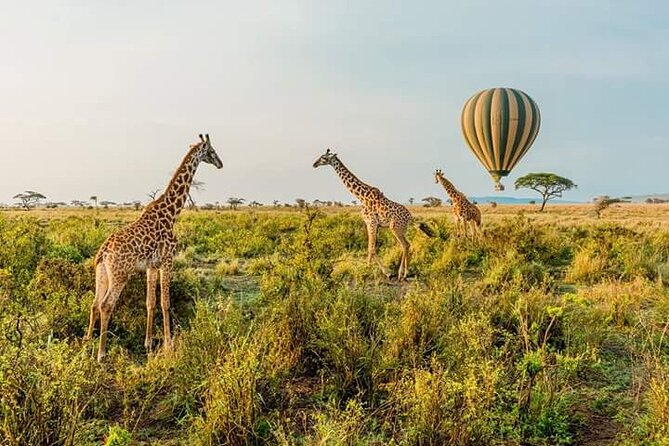 3-Day Masai Mara Budget Camping Safari - First afternoon at the Masai Mara