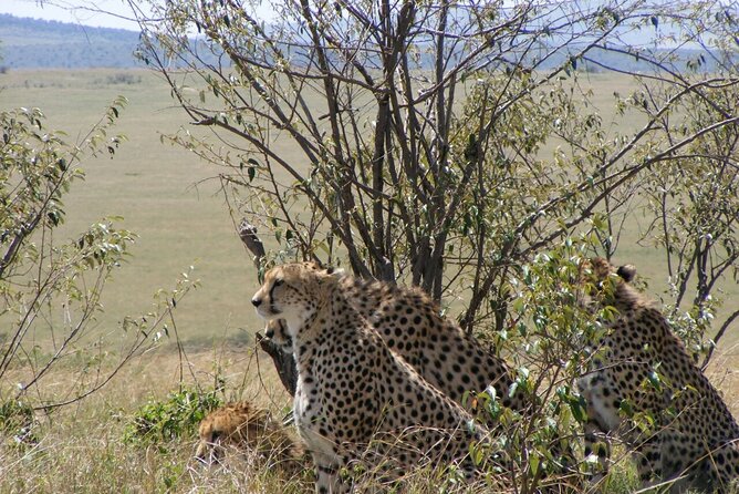 3-Day Masai Mara Budget Camping Safari - Adding a Maasai village visit