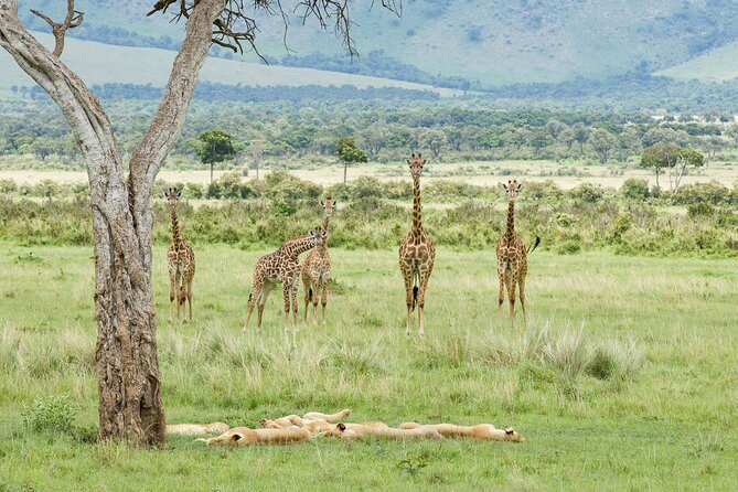 3-Day Masai Mara Budget Camping Safari - The guide can shape the whole experience