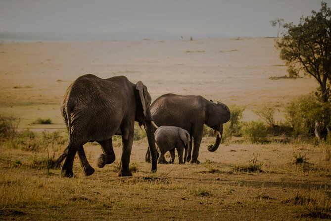 3-Day Masai Mara Budget Camping Safari - Meals, group size, and practical comfort