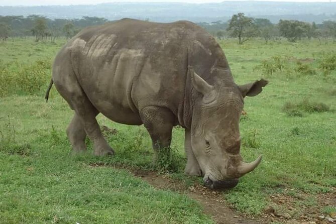 3-Day Masai Mara Budget Camping Safari - The full day that makes the trip worthwhile