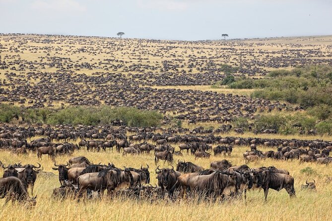 3 Day Masai Mara Budget Joining Safari on 4×4 - Daily Departures - The first evening game drive until 6:30pm