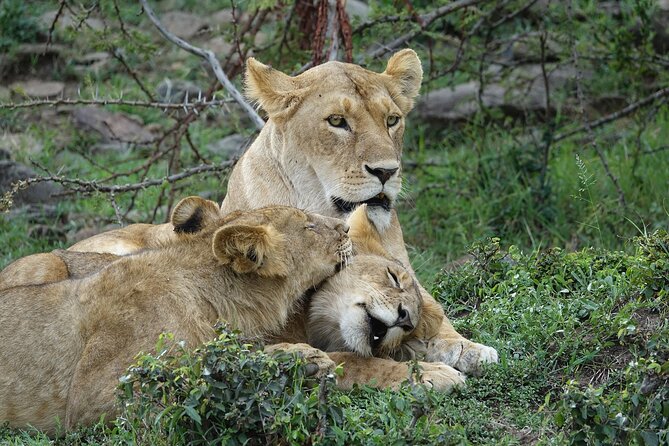 3 Day Masai Mara Budget Joining Safari on 4×4 - Daily Departures - Leaving Nairobi and reaching the Great Rift Valley
