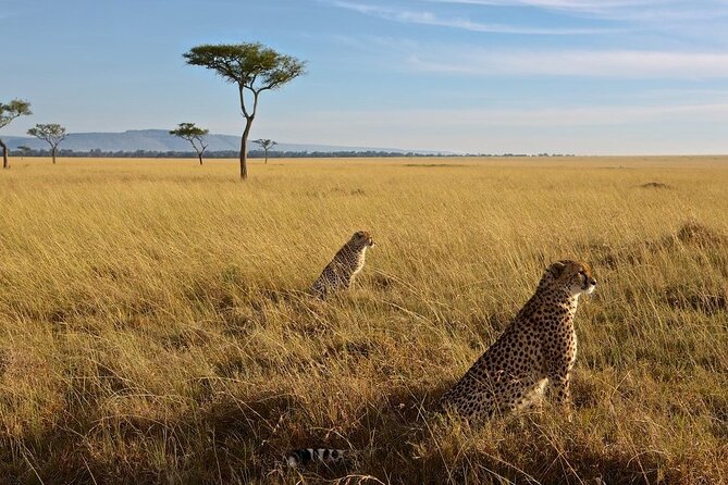 3-Day Masai Mara Group Joining Safari Adventure - Key points to know before booking