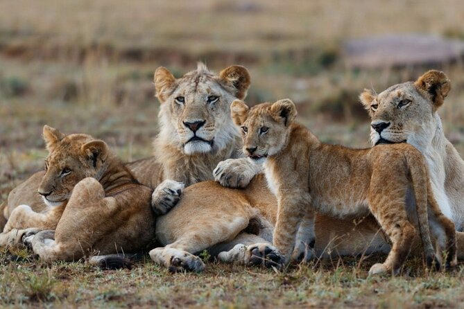 3-Day Masai Mara Group Joining Safari Adventure - Why this three-day Masai Mara plan works