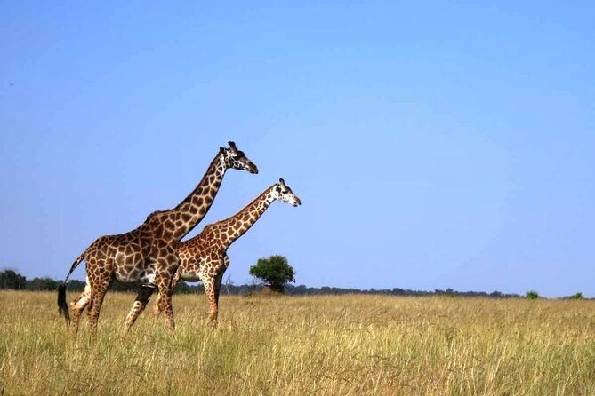 3-Day Masai Mara Group Joining Safari Adventure - The first afternoon and evening among the animals