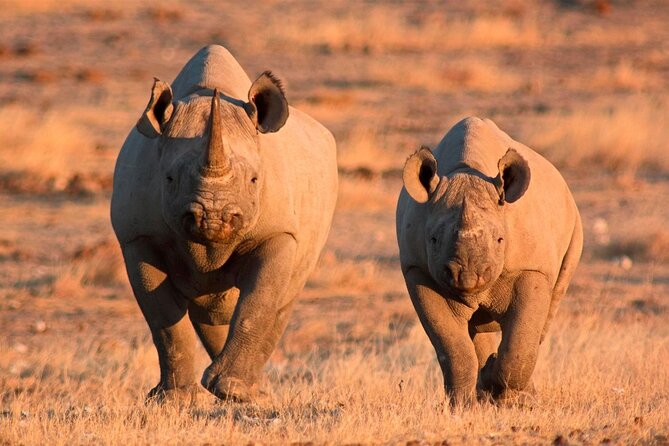 3-Day Masai Mara Group Safari with Pick Up - The full game-drive day and the Mara River