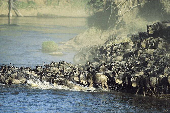 3-Day Masai Mara Group Safari with Pick Up - What the $1,195 price means