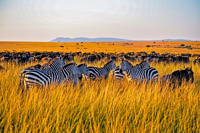 3-Day Masai Mara Jeep Safari - Why this three-day safari works for first-timers