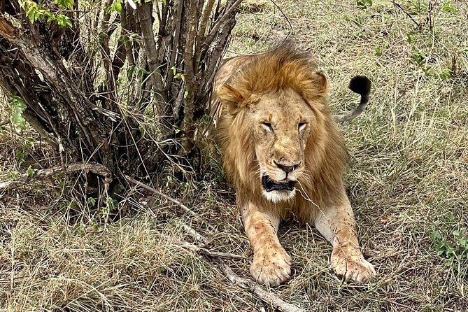 3-Day Masai Mara Jeep Safari - The full-day Mara drive and the Big Five