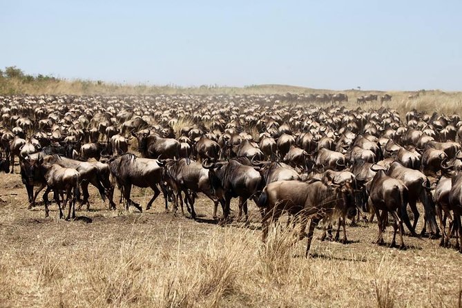 3-Day Masai Mara Luxury Safari - Day one: lunch, camp, and your first game drive