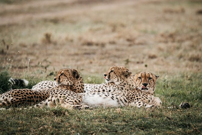 3-Day Masai Mara Luxury Safari - Day three: one last look before Nairobi