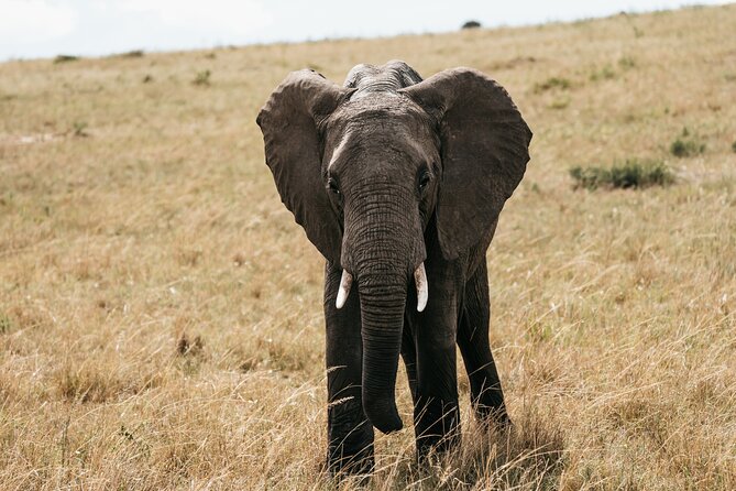 3-Day Masai Mara Luxury Safari - The guides can shape the whole trip