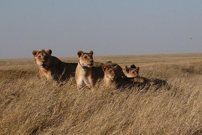 3 Day Masai Mara Safari - Two nights at Mara Simba Lodge