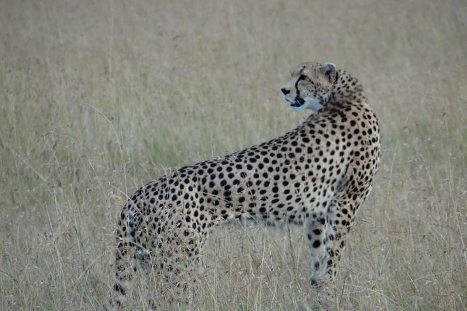 3 Day Masai Mara Safari - Day 3: Returning to Nairobi