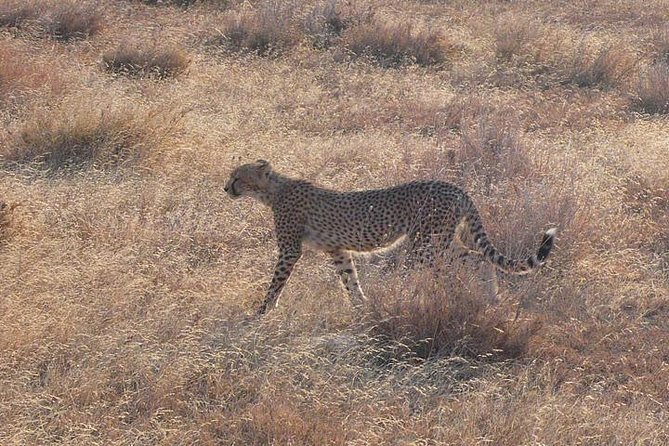 3 Day Masai Mara Safari - What the $929 price includes