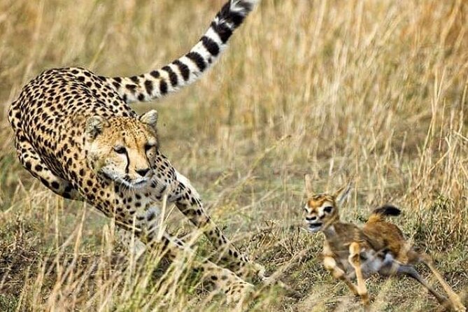 3-Day Masai Mara Safari Tour - Key points at a glance