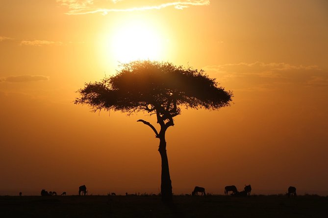 3-day Masai Mara Safari Tour to see the big five and wildebeest migration - Why this three-day safari works from Nairobi