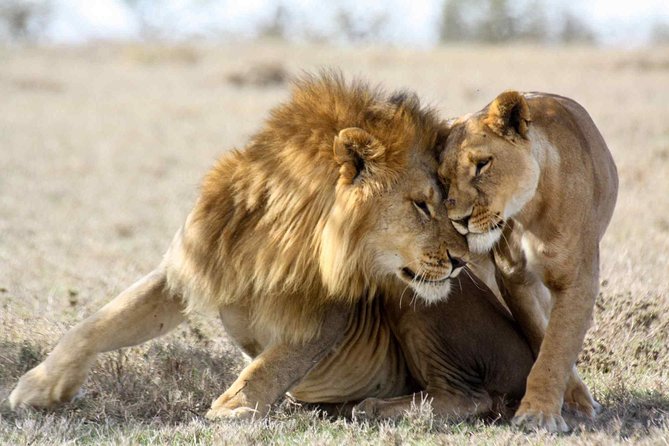3-day Masai Mara Safari Tour to see the big five and wildebeest migration - Camp comfort, meals, and what the price includes