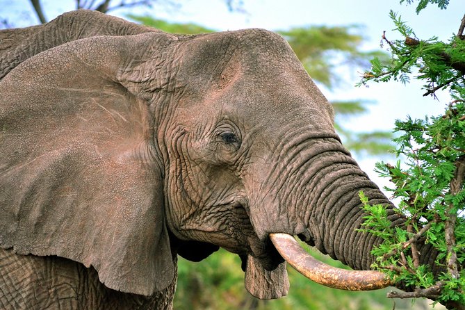3-day Masai Mara Safari Tour to see the big five and wildebeest migration - How the small group changes the experience