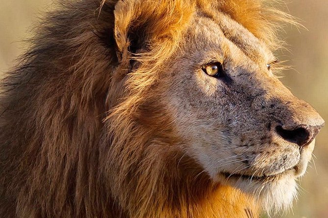 3-day Masai Mara Safari Tour to see the big five and wildebeest migration - Who should book this safari