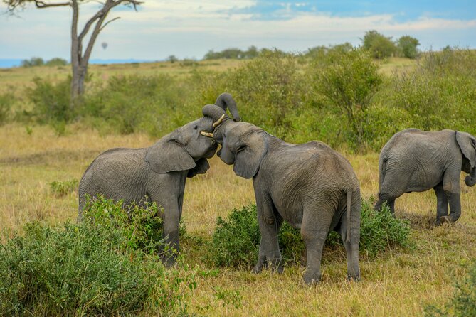 3-Day Masai Mara Wildebeest Migration 2025 - The full Day 2: nine hours in the reserve