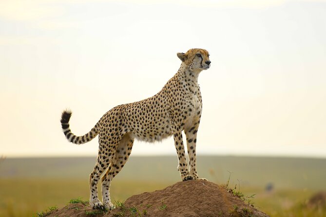 3-Day Masai Mara Wildebeest Migration 2025 - The optional final morning