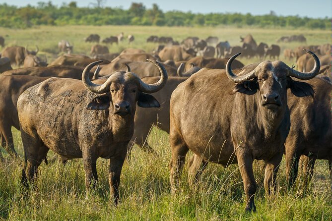 3-Day Masai Mara Wildebeest Migration 2025 - Comfort, meals, and camp nights
