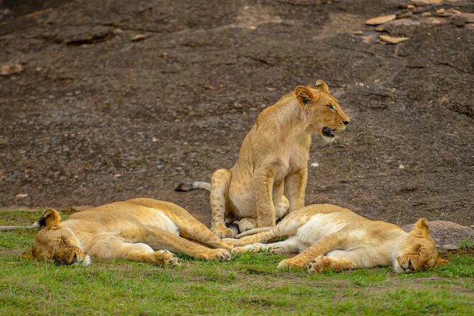 3-Day Masai Mara Wildebeest Migration 2025 - First wildlife drive in the Maasai Mara