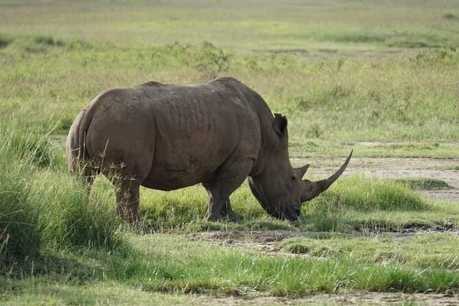 3 Day Private 4x4 Jeep Tour in Masai Mara Safari - Day two: a full day among the plains