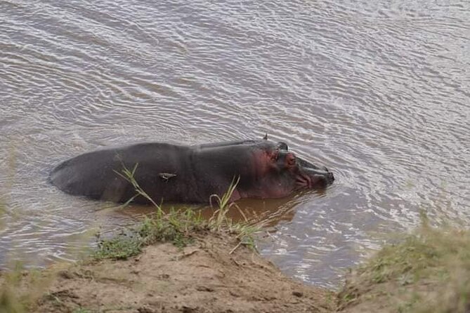 3 Day Private 4x4 Jeep Tour in Masai Mara Safari - Day three: one last chance before Nairobi